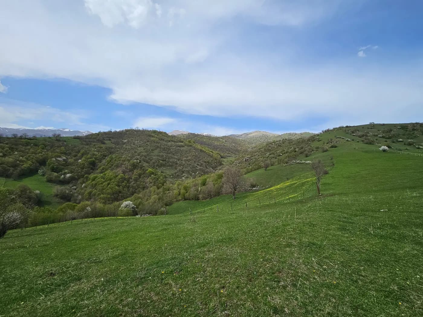 Green pasture with blossom and snow still lying on the far range