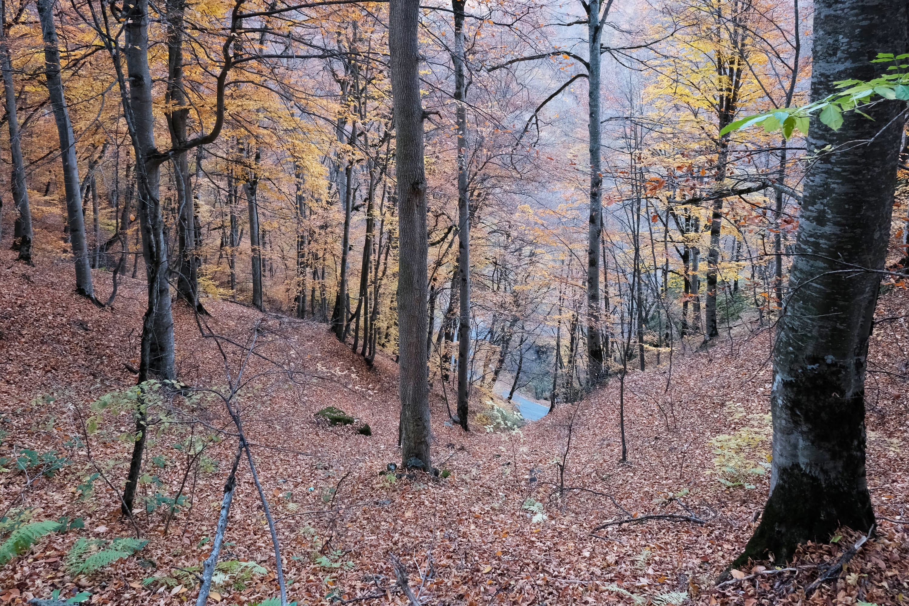 Inside the beech forest near Dilijan in autumn: tall grey trunks, a floor of fallen leaves and a gully running down between the trees